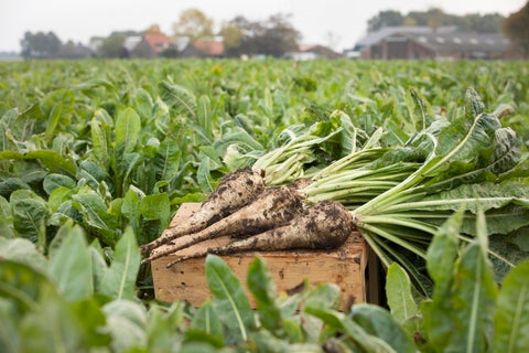 Prebiotics in Skincare