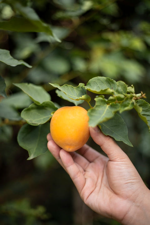 Why all skins need antioxidants