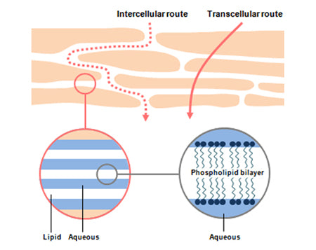 Delivery Systems in Organic Skincare