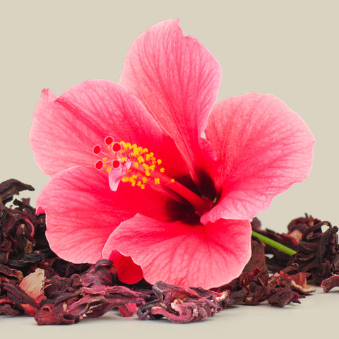 Hibiscus